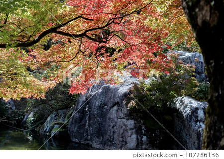 Biwako Cultural Park, Sunset Garden, Otsu City, Shiga Prefecture 107286136