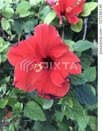 紅芙蓉 107286146