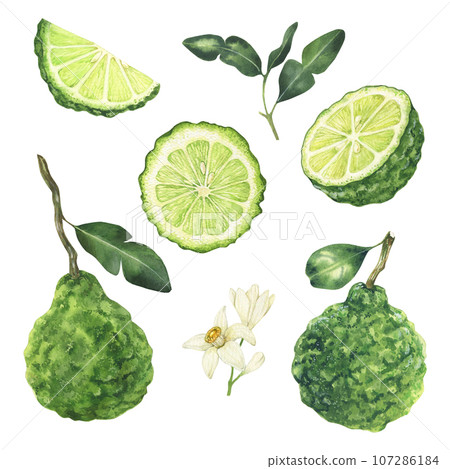 Watercolor bergamot illustration. Whole and sliced bergamot fruits, leaves and flowers. Hand drawn isolated on white background perfect for packaging, invitations menu 107286184
