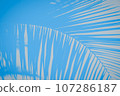 Blue and gray background with palm branch pattern, copy space 107286187