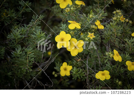 Potentilla fruticosa Goldfinger yellow flowers on dark greenery with visible branches background Potentilla fruticosa Goldfinger yellow flowers on dark greenery with visible branches background 107286223