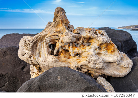 Washed up wood on the beach in Rometta, Sicily 107286347