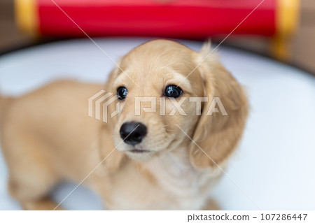 小狗 Kaninhen 臘腸 小狗 Kaninhen 臘腸 107286447