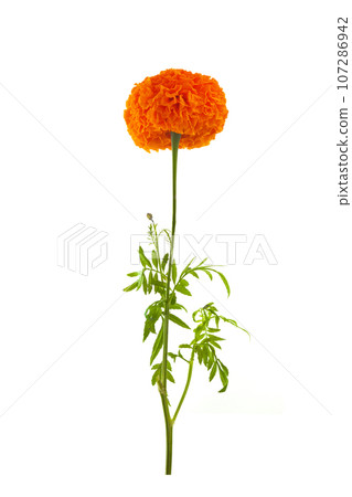 Cempasuchil orange flower on white background. Mexican flower 107286942