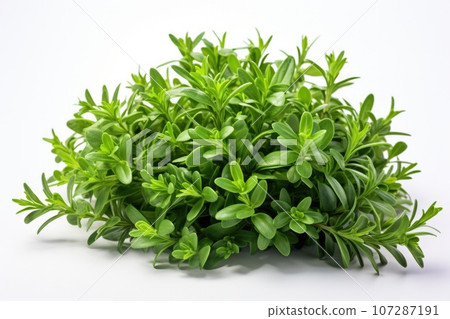 Fresh thyme leaves plant  107287191