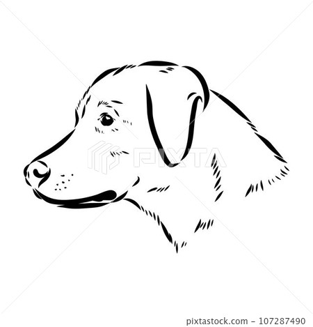 austrian pinscher vector sketch illustration austrian pinscher vector sketch illustration 107287490
