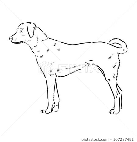 austrian pinscher vector sketch illustration austrian pinscher vector sketch illustration 107287491
