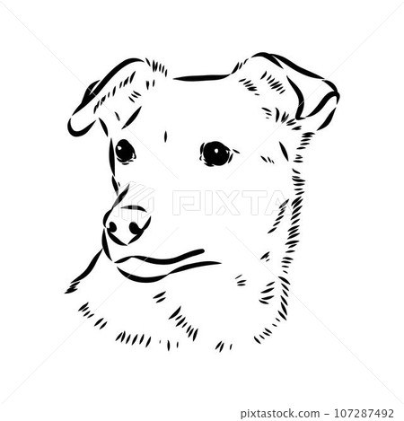austrian pinscher vector sketch illustration austrian pinscher vector sketch illustration 107287492