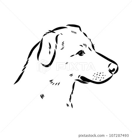 austrian pinscher vector sketch illustration austrian pinscher vector sketch illustration 107287493