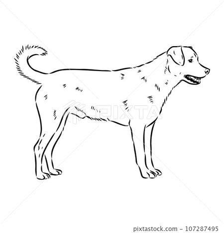 austrian pinscher vector sketch illustration austrian pinscher vector sketch illustration 107287495