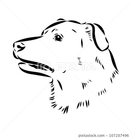 austrian pinscher vector sketch illustration austrian pinscher vector sketch illustration 107287496