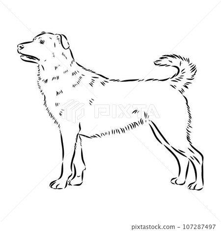 austrian pinscher vector sketch illustration austrian pinscher vector sketch illustration 107287497