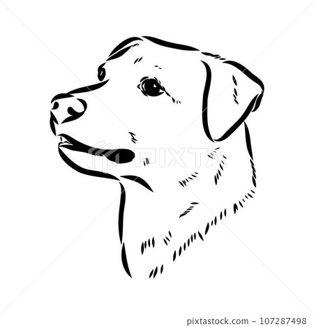 austrian pinscher vector sketch illustration 107287498