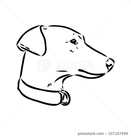 austrian pinscher vector sketch illustration austrian pinscher vector sketch illustration 107287499