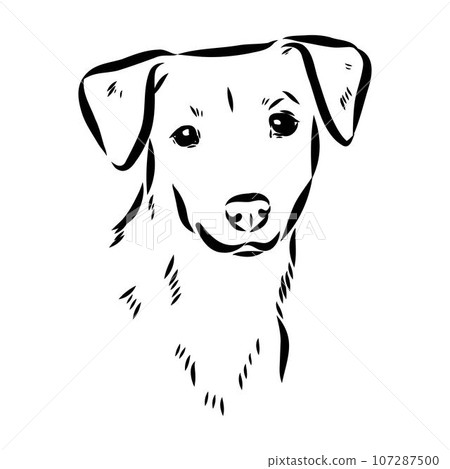 austrian pinscher vector sketch illustration austrian pinscher vector sketch illustration 107287500