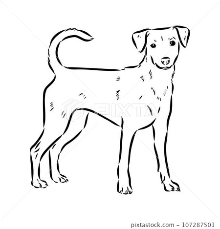 austrian pinscher vector sketch illustration austrian pinscher vector sketch illustration 107287501
