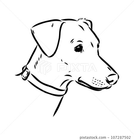 austrian pinscher vector sketch illustration 107287502