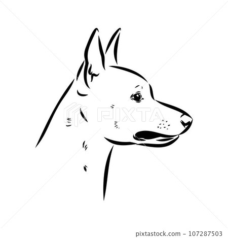 austrian pinscher vector sketch illustration austrian pinscher vector sketch illustration 107287503