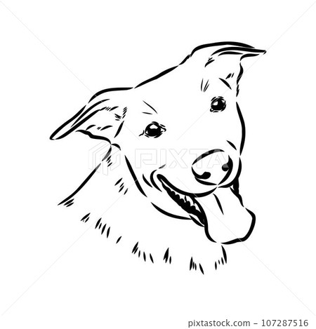 austrian pinscher vector sketch illustration austrian pinscher vector sketch illustration 107287516