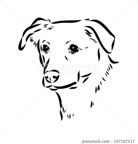 austrian pinscher vector sketch illustration 107287517