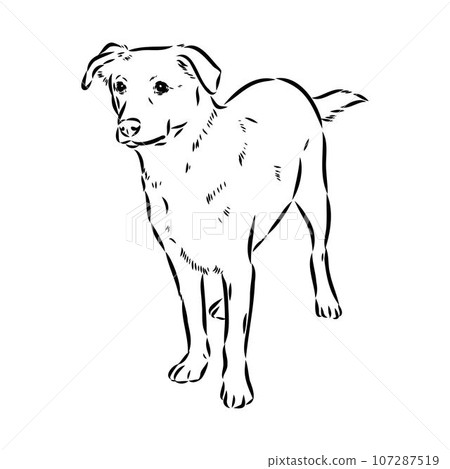 austrian pinscher vector sketch illustration 107287519