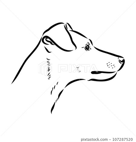 austrian pinscher vector sketch illustration austrian pinscher vector sketch illustration 107287520
