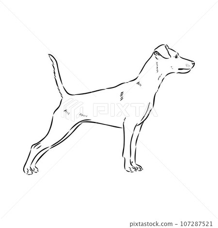 austrian pinscher vector sketch illustration austrian pinscher vector sketch illustration 107287521