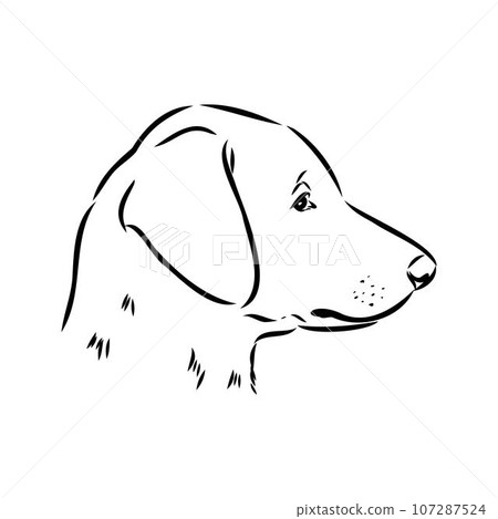 austrian pinscher vector sketch illustration austrian pinscher vector sketch illustration 107287524