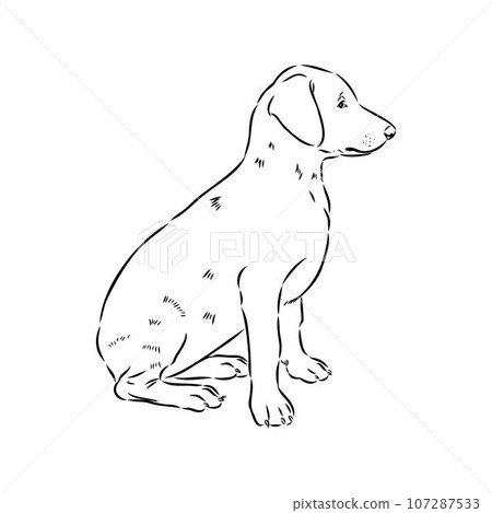austrian pinscher vector sketch illustration austrian pinscher vector sketch illustration 107287533