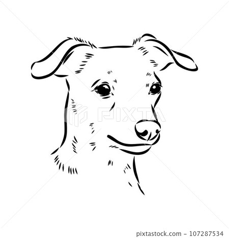 austrian pinscher vector sketch illustration austrian pinscher vector sketch illustration 107287534