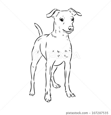 austrian pinscher vector sketch illustration austrian pinscher vector sketch illustration 107287535