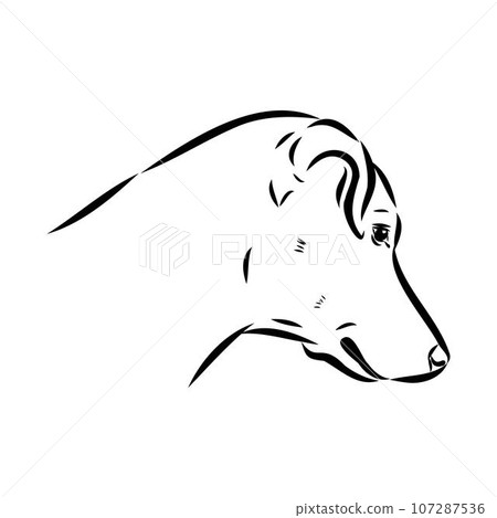 austrian pinscher vector sketch illustration austrian pinscher vector sketch illustration 107287536