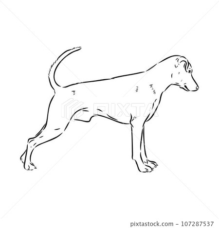 austrian pinscher vector sketch illustration austrian pinscher vector sketch illustration 107287537