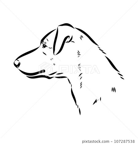austrian pinscher vector sketch illustration 107287538