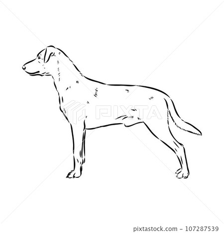 austrian pinscher vector sketch illustration 107287539