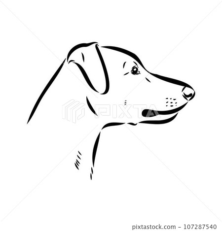 austrian pinscher vector sketch illustration austrian pinscher vector sketch illustration 107287540