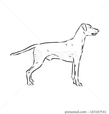 austrian pinscher vector sketch illustration austrian pinscher vector sketch illustration 107287541