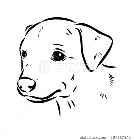 austrian pinscher vector sketch illustration austrian pinscher vector sketch illustration 107287542