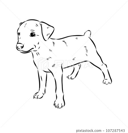austrian pinscher vector sketch illustration 107287543