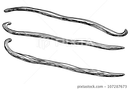 Set of Vanilla Sticks. Vector hand drawn illustration of herbal Pods for food spice or essential oil on white isolated background. Line art drawing of floral ingredient for aroma therapy and cosmetic. 107287673