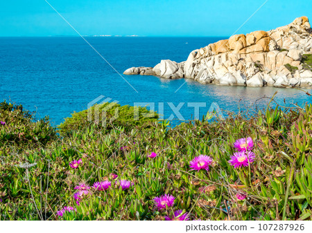 Capo Testa - Faro di Capo Testa at Sardinia. beautiful landscape with flowers 107287926