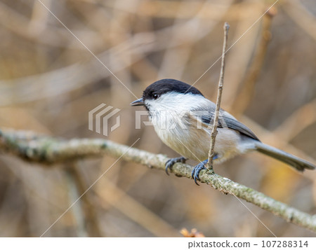 Cute bird The willow tit, song bird sitting on a branch with bright green background. The willow tit, lat. Poecile montanus. 107288314