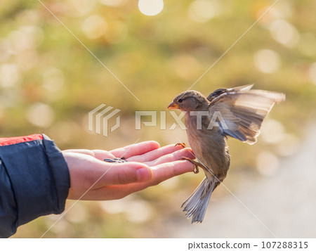 The boy feeds the birds with seeds from his hand. Sparrow eats seeds from the boy's hand The boy feeds the birds with seeds from his hand. Sparrow eats seeds from the boy's hand 107288315