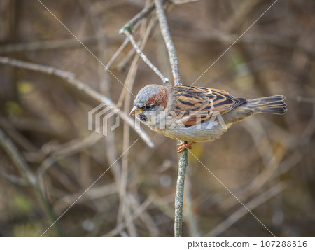 Sparrow sits on a branch without leaves. Sparrow sits on a branch without leaves. 107288316