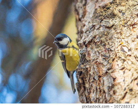 Cute bird Great tit, songbird sitting on the tree trunk in autumn. Parus major 107288317