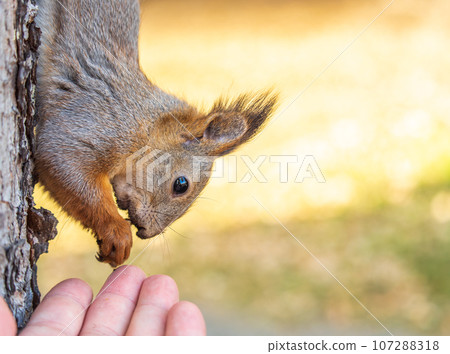 A squirrel in the autumn eats nuts from a human hand. Eurasian red squirrel, Sciurus vulgaris 107288318