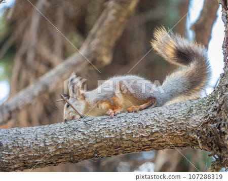 The squirrel with nut sits on tree in the autumn. Eurasian red squirrel, Sciurus vulgaris. The squirrel with nut sits on tree in the autumn. Eurasian red squirrel, Sciurus vulgaris. 107288319