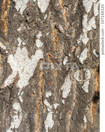 The texture of the birch bark. Birch bark background The texture of the birch bark. Birch bark background 107288320