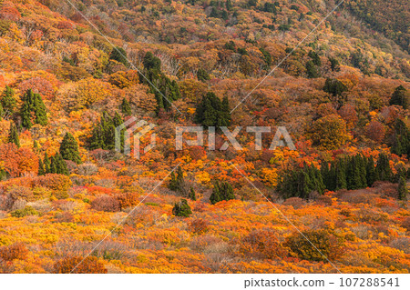 [Niigata Prefecture/Sado/Autumn leaves] Let's overlook Niigata Prefecture while watching the autumn leaves October 107288541