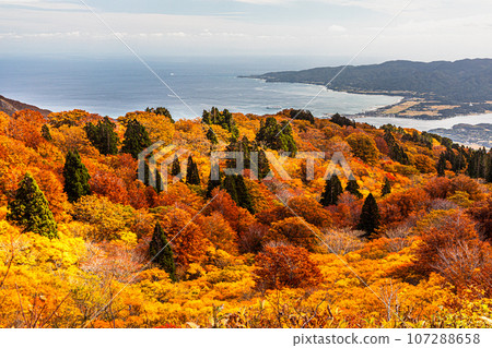 [Niigata Prefecture/Sado/Autumn leaves] Let's overlook Sado Island while watching the autumn leaves October 107288658